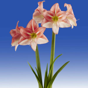 Hippeastrum Just Smile