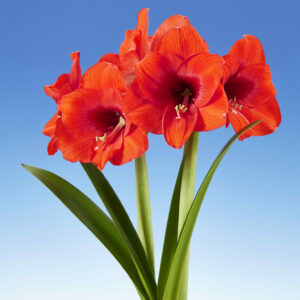 Hippeastrum Love Heart