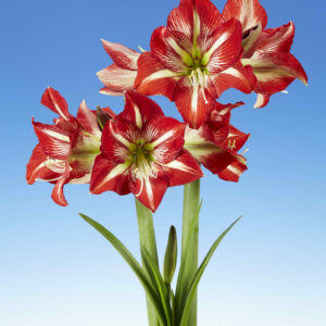 Hippeastrum Lynx