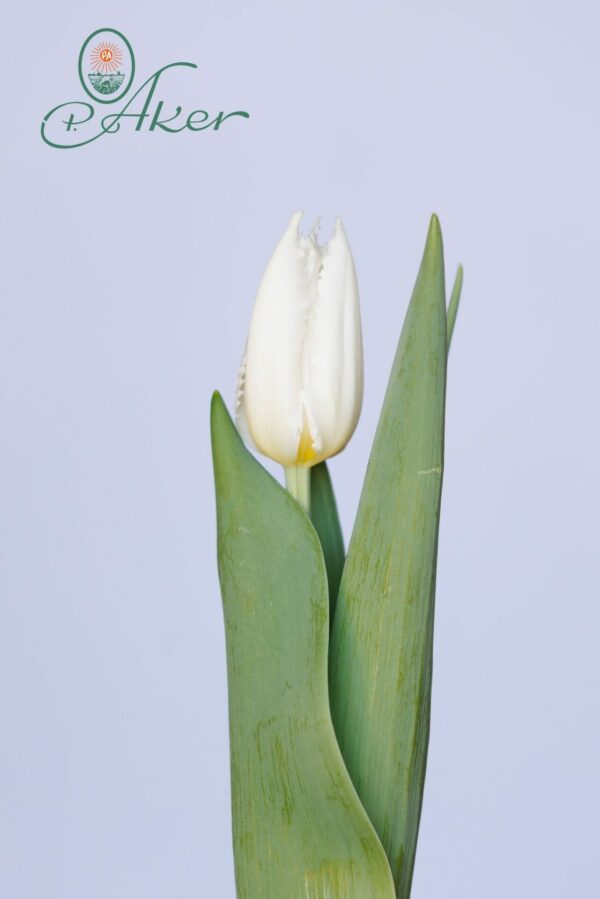Single white tulip