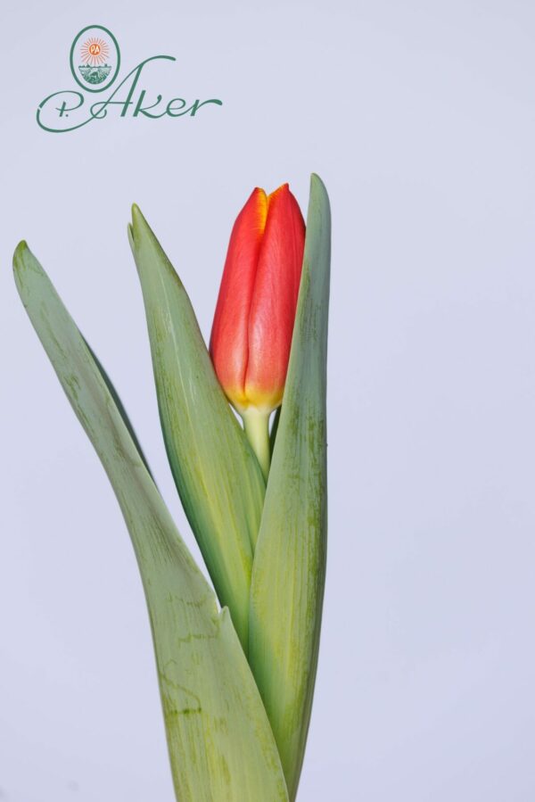 Single red tulip Fearless