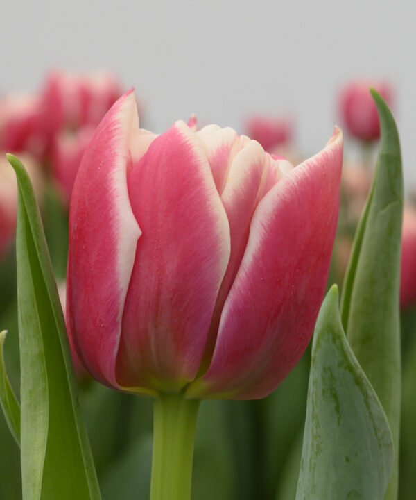 Pink/white tulip Innocence