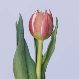 Single pink tulip