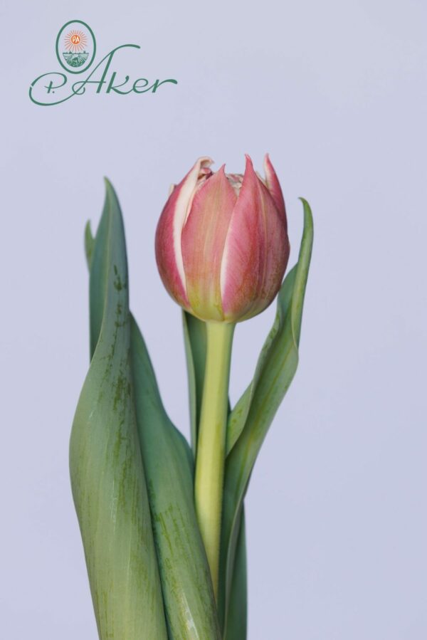 Single pink tulip
