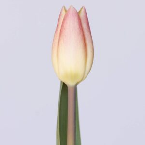Single Yellow/Pink tulip Merci