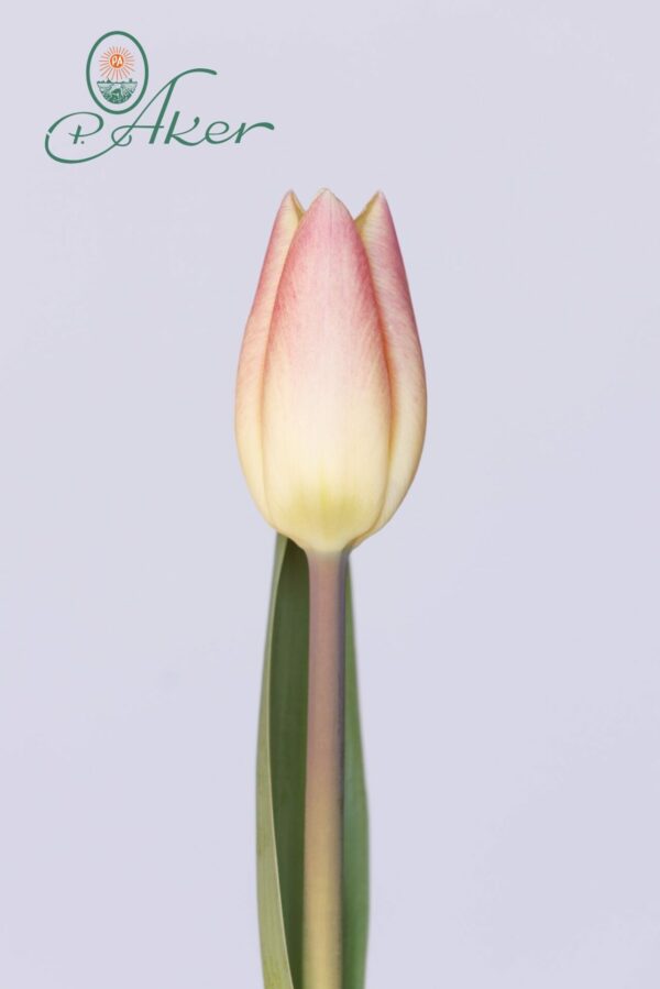 Single Yellow/Pink tulip Merci