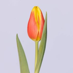 Single Red/yellow tulip Ms Li