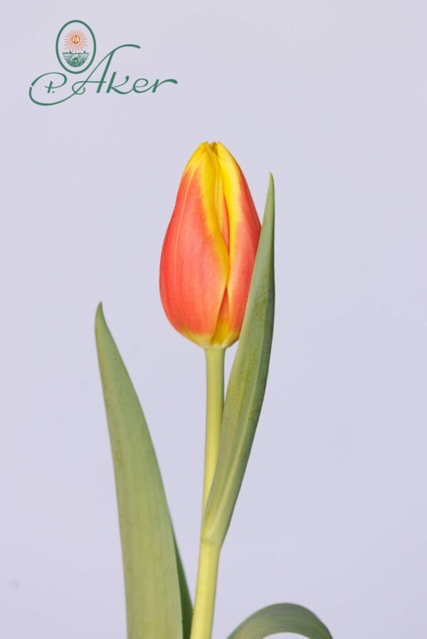 Single Red/yellow tulip Ms Li