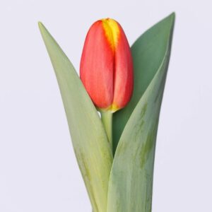 Single Red/Yellow tulip Pride of Europe