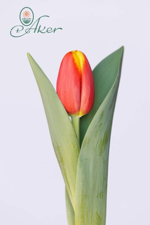Single Red/Yellow tulip Pride of Europe