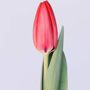 Single red tulip
