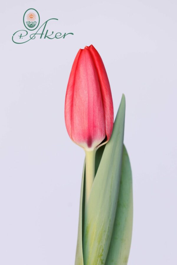 Single red tulip