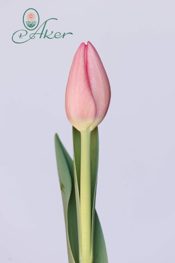 Single pink tulip Sissi