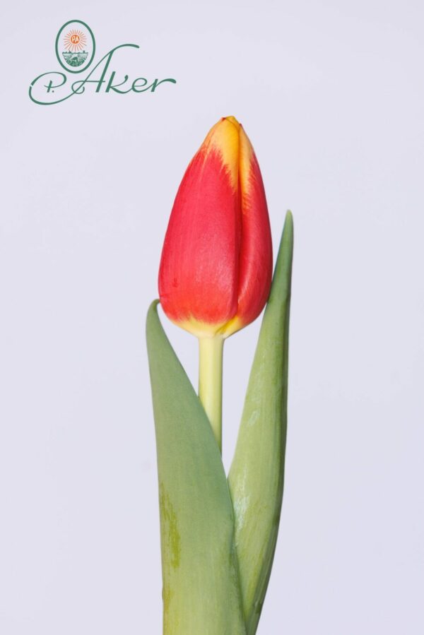 Single red/yellow tulip Soprano
