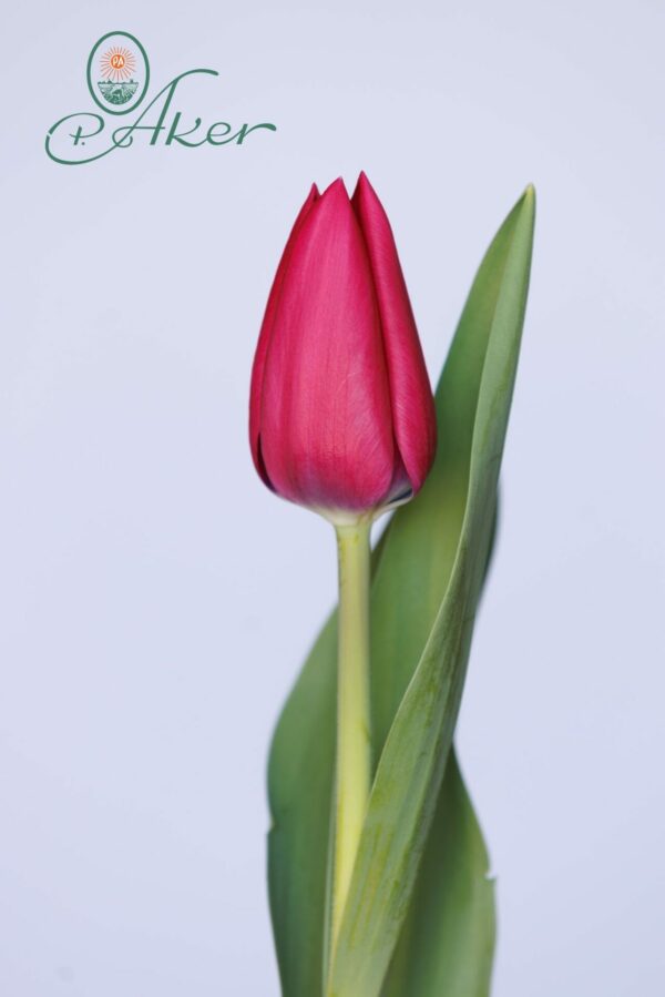Single red tulip Delta Graffity