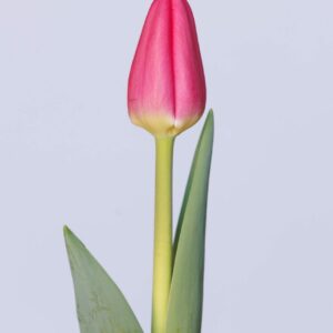 Single pink tulip Lipstick