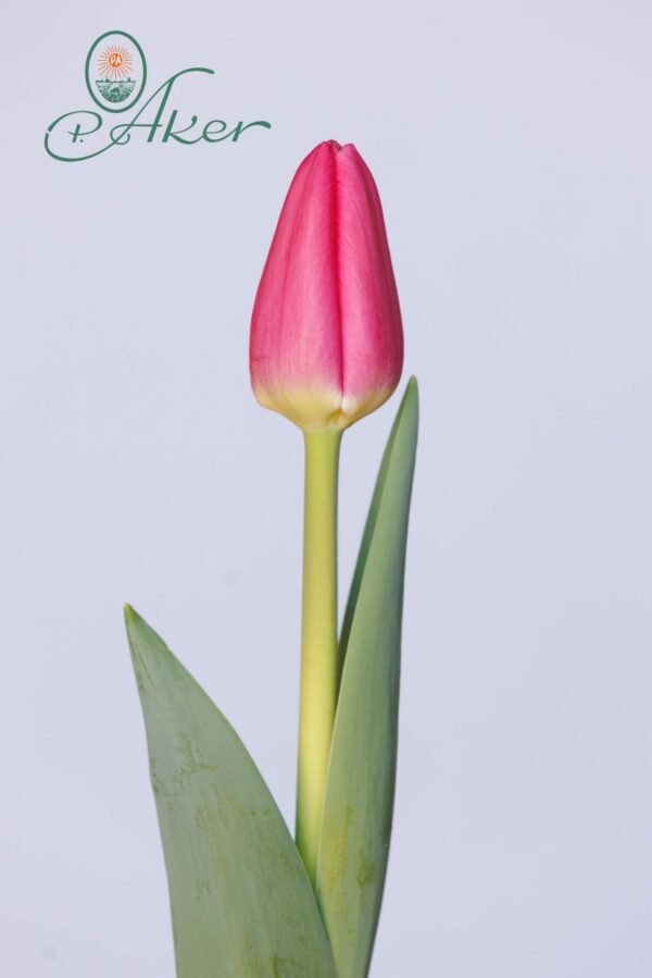 Single pink tulip Lipstick