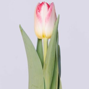 Single White/Pink tulip Pink Delight