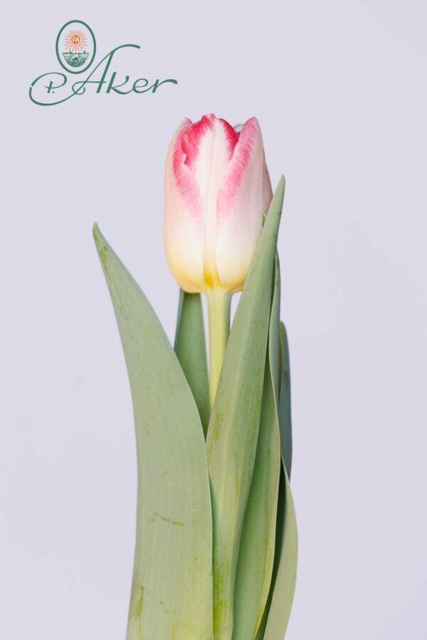 Single White/Pink tulip Pink Delight