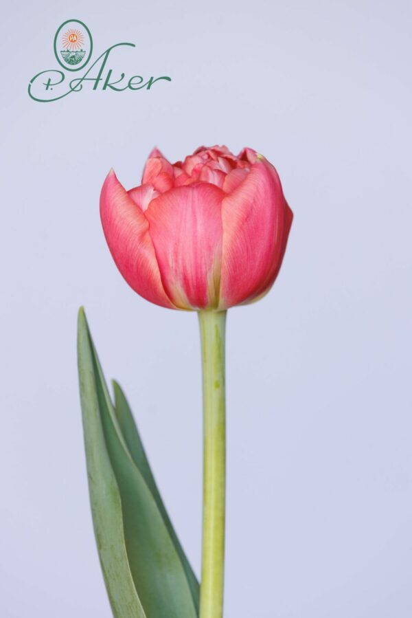 Double pink tulip Etched Salmon