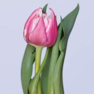 Double pink tulip Fairplay