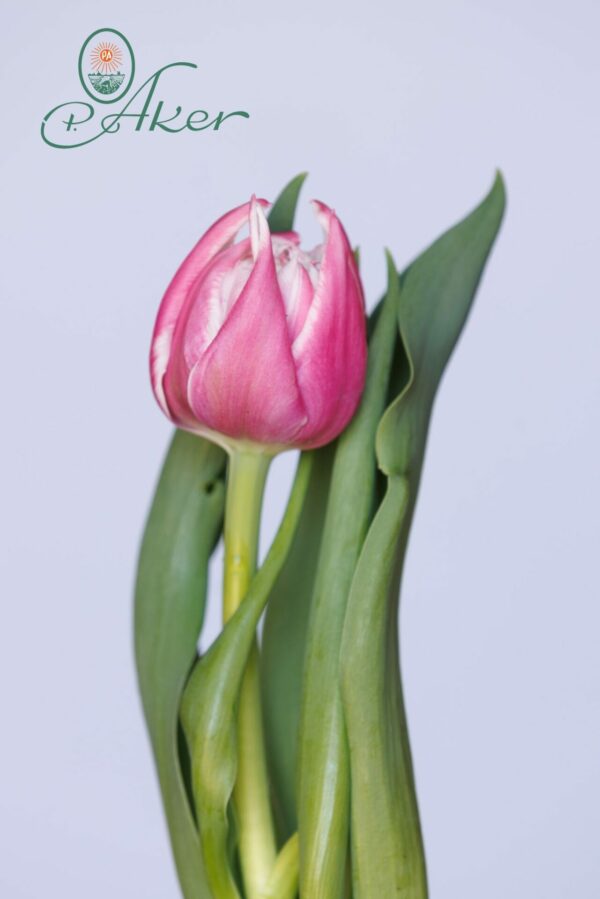 Double pink tulip Fairplay