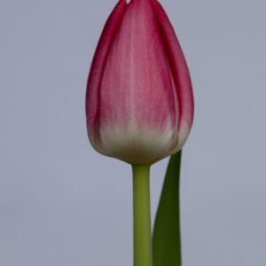 Single Pink/White tulip Joelle