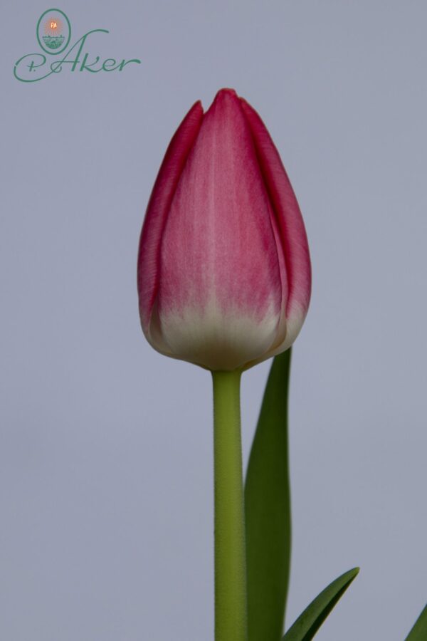 Single Pink/White tulip Joelle