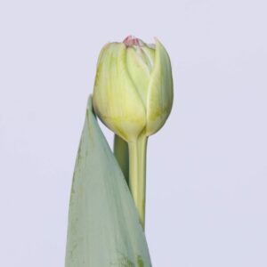 Single pink tulip Let's Dance