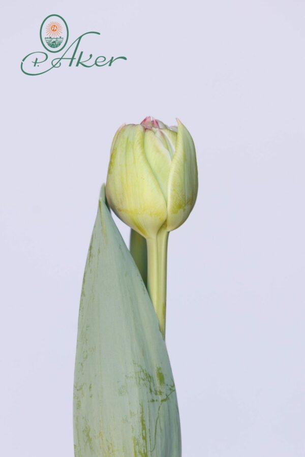 Single pink tulip Let's Dance