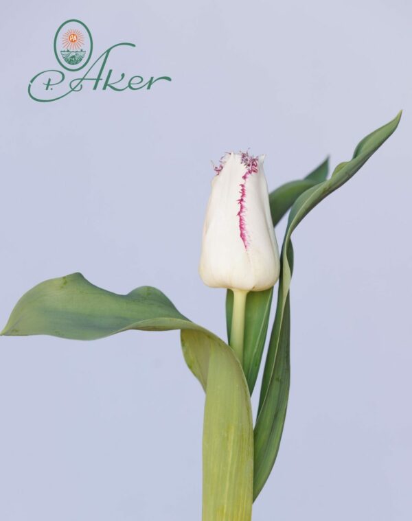 Single white/purple tulip Martien