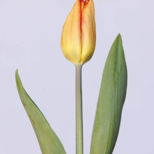 Single orange tulip Melbourne