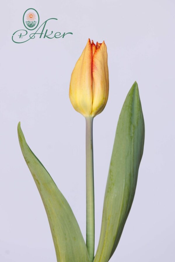 Single orange tulip Melbourne