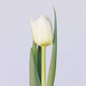Single white tulip Mondial