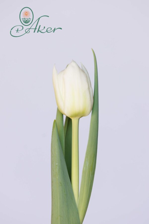Single white tulip Mondial