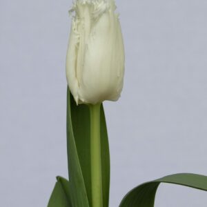 White fringed tulip Noordeinde