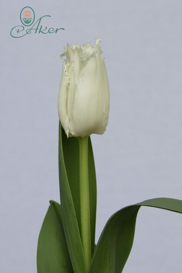 White fringed tulip Noordeinde