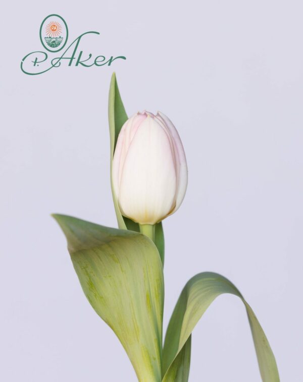 Single white/pink tulip Obsession