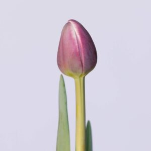 Single Purple/White tulip Ocean Drive