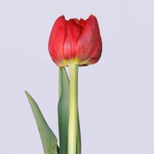 Single red tulip Old Faithful
