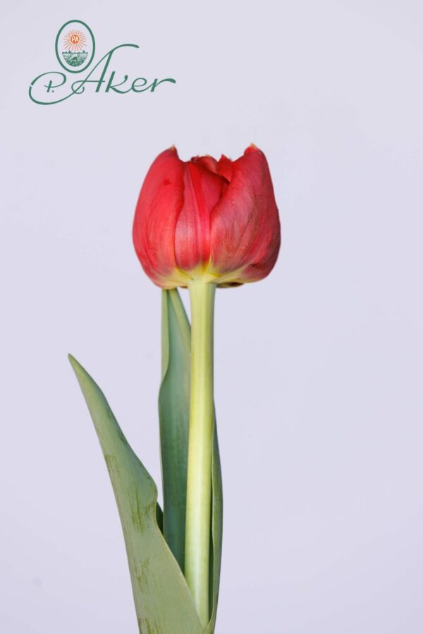 Single red tulip Old Faithful