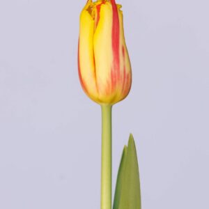 Single Red/Yellow tulip Party Clown