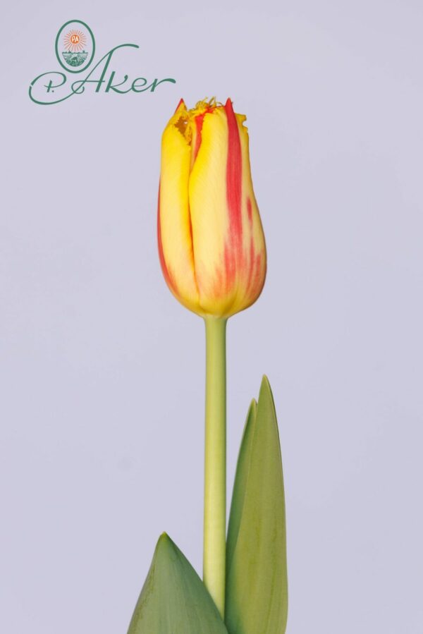 Single Red/Yellow tulip Party Clown