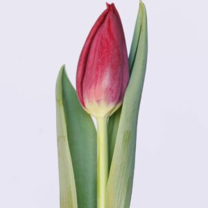 Single red tulip Podcast