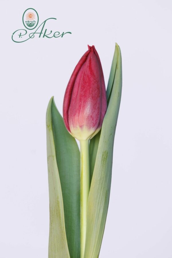 Single red tulip Podcast
