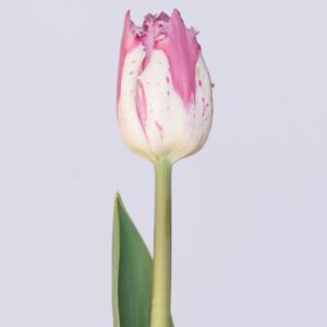 Single white/pink tulip Purple Circus