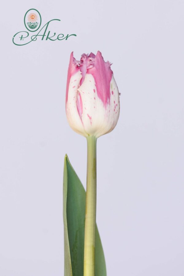 Single white/pink tulip Purple Circus