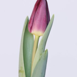 Single purple tulip Purple Master