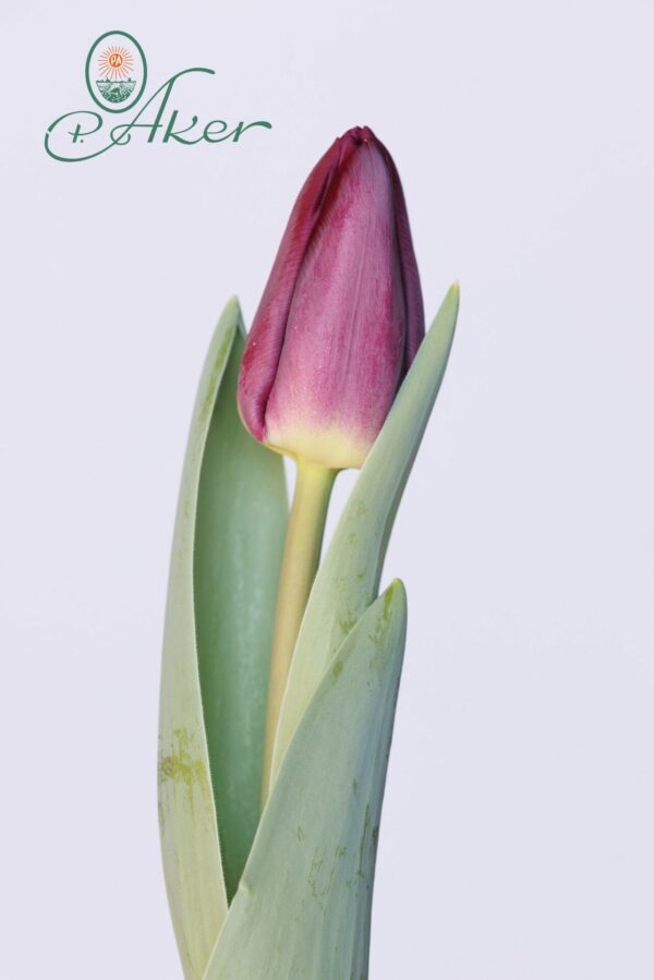 Single purple tulip Purple Master