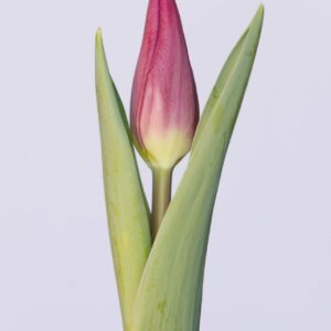 Single purple tulip Purple Trophy